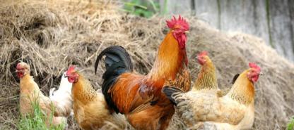 How Much Does It Cost to Feed and Care for a Chicken?