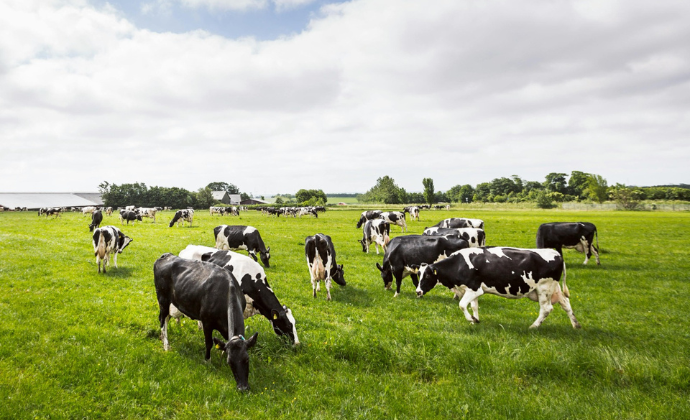 The Smart Way to Invest in Cows