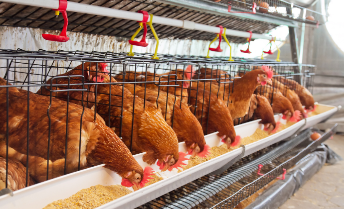 The Smart Way to Invest in Chickens