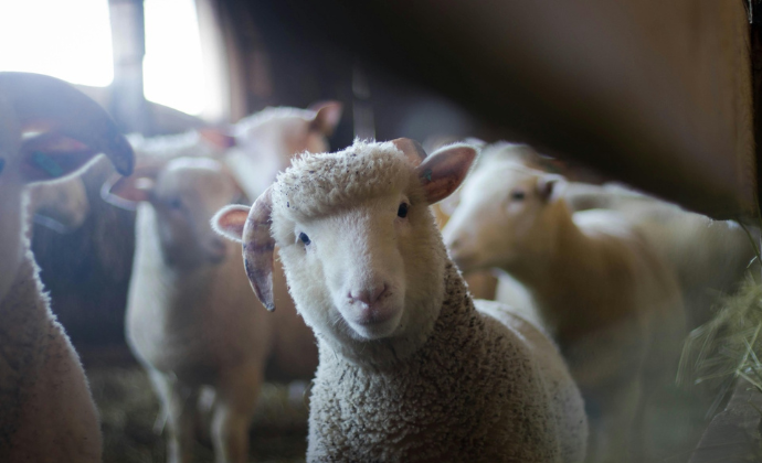 The Smart Way to Invest in Sheeps